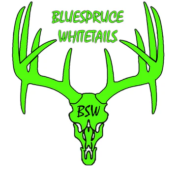 Blue Spruce Whitetales