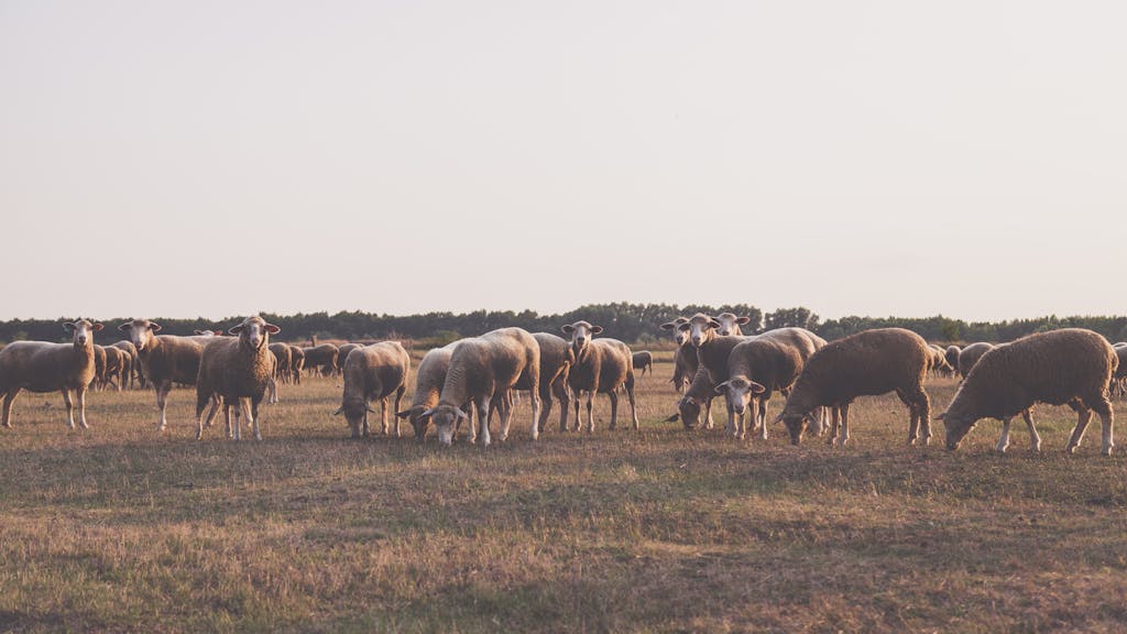 A serene landscape of sheep in a rural field during sunset, representing peaceful countryside life.