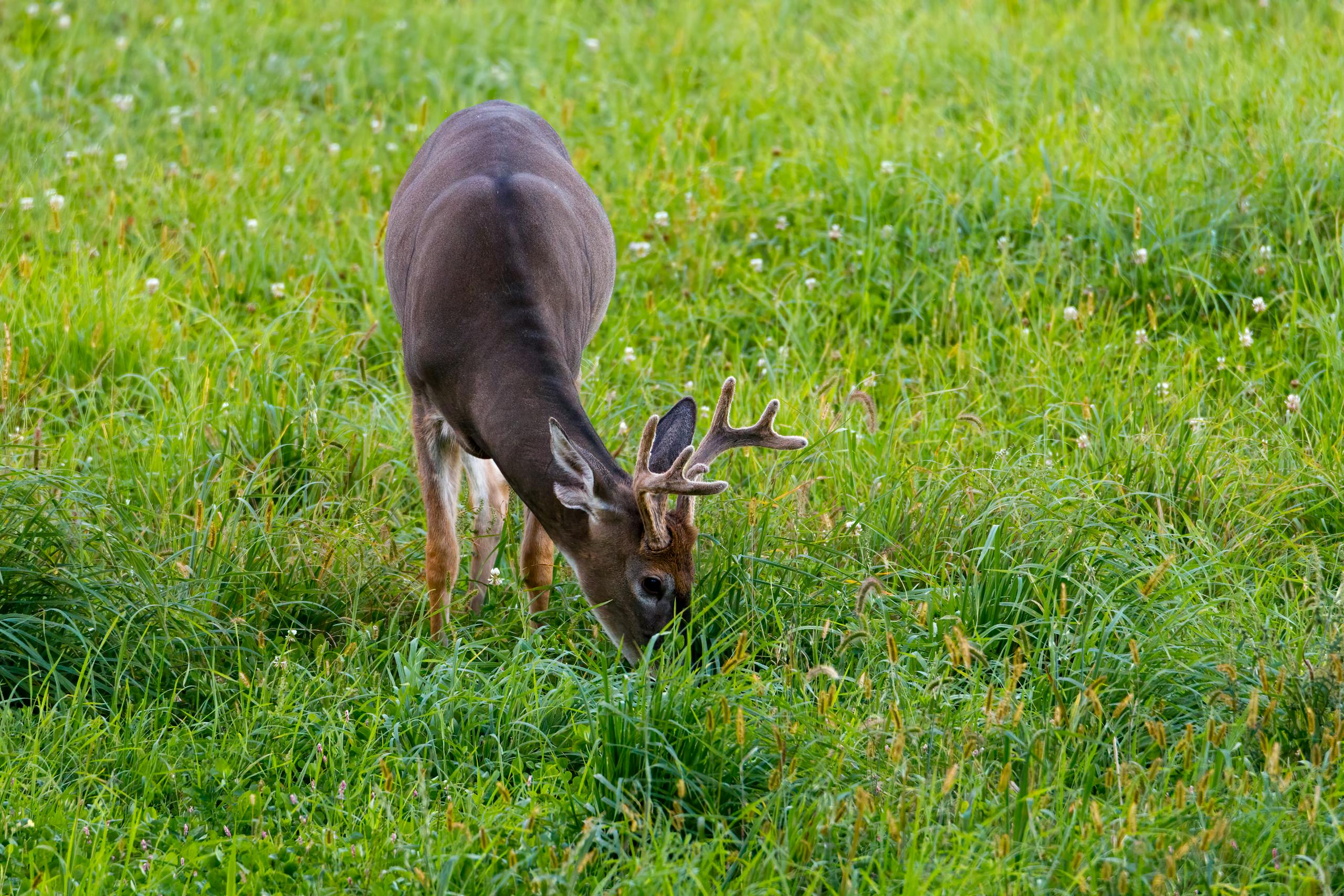 A whitetail deer with antlers is grazing in a lush green field.