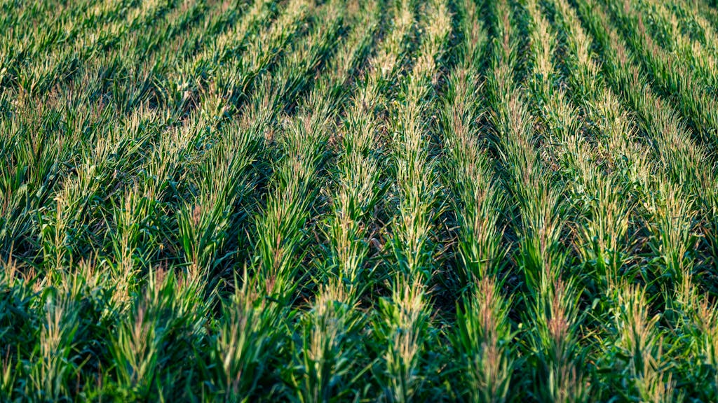 Aerial view of a vibrant cornfield stretching to the horizon, capturing agricultural beauty.