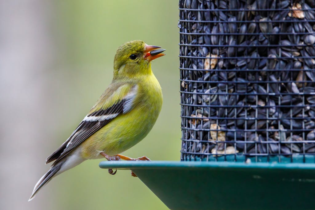 Close-up of an American Goldfinch perched on a bird feeder, capturing nature's vibrant colors in summer.