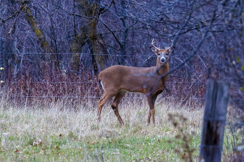 White-tailed Buck during hunting season